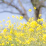 3月にスマホカメラで撮りたい被写体と九州の撮影スポット！