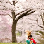 スマホでの桜の撮り方って?綺麗に撮影するコツとは?