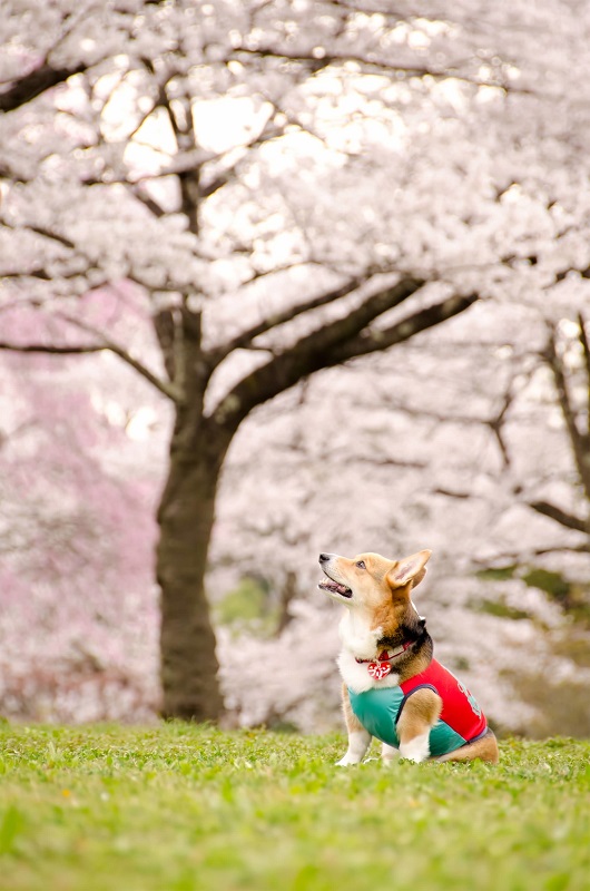 スマホでの桜の撮り方って？綺麗に撮影するコツとは？