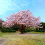 【撮影記】スマホカメラでも桜をバッチリ撮影!こんな感じで撮ろう!