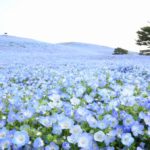 スマホカメラで4月に撮りたい被写体とおすすめスポット！